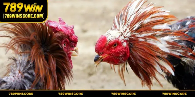 Đá gà 789WIN cựa dao cực kỳ căng thẳng