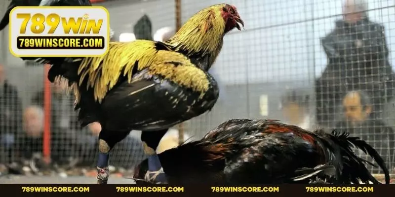 Đá Gà Cựa Sắt - Cuộc Đọ Sức Của Các Chiến Kê Hàng Đầu