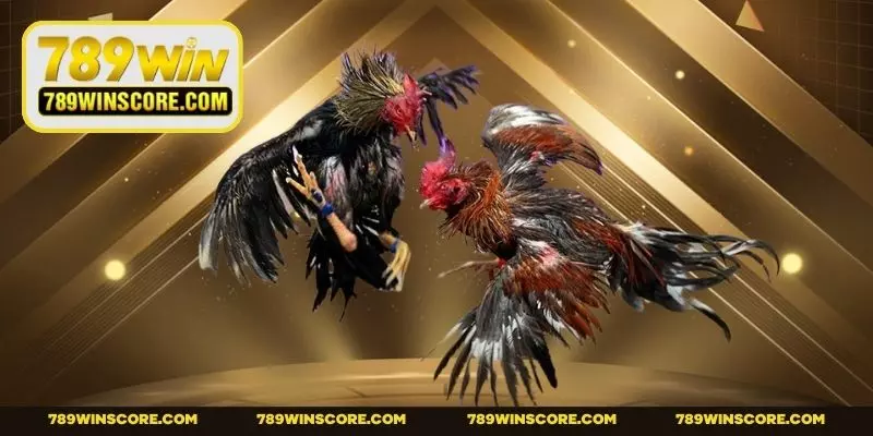 Giới thiệu về hình thức đá gà mỹ