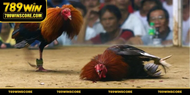 Học cách xem vảy chân để vào tiền thông minh